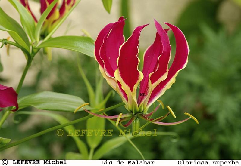 128 Lis de Malabar.jpg - Lis de Malabar - Gloriosa superba rothschildiana